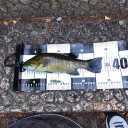 スモールマウスバス