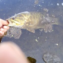 スモールマウスバス