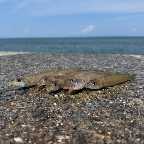 キスの釣果