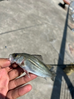 セイゴ（マルスズキ）の釣果
