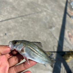 セイゴ（マルスズキ）