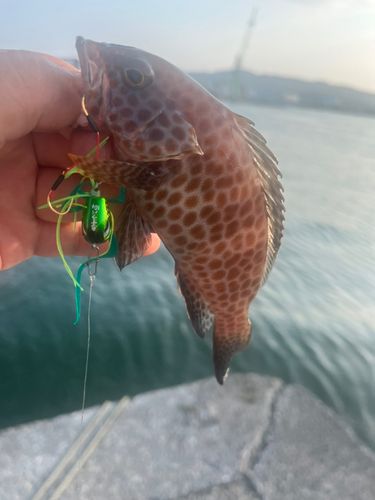 オオモンハタの釣果