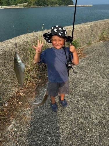 シロギスの釣果