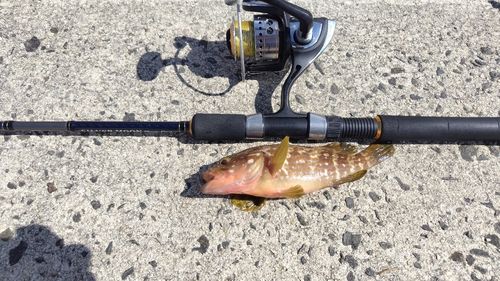 キジハタの釣果