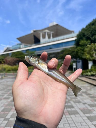 シロギスの釣果