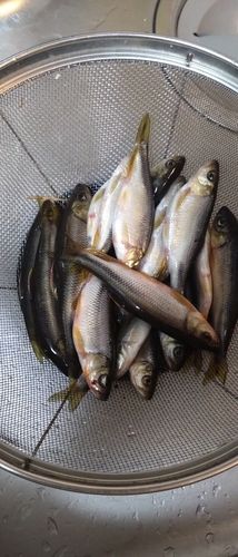 カワムツの釣果