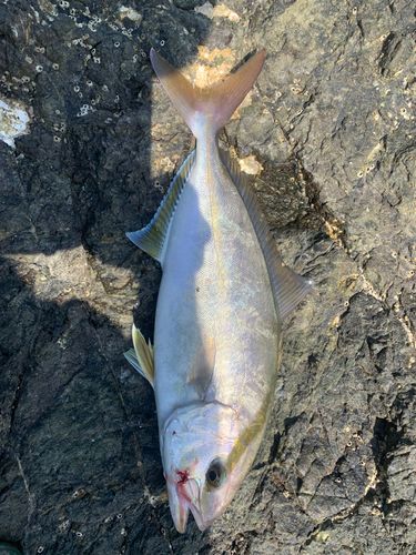シオの釣果