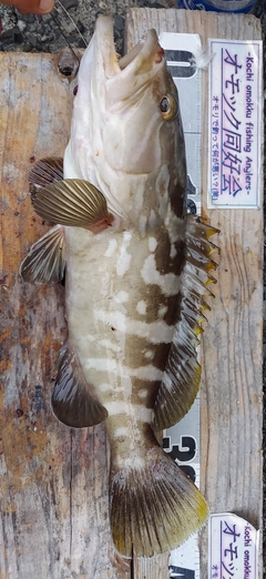 クエの釣果