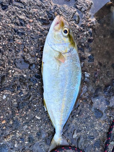 シオの釣果