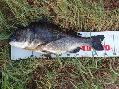 チヌの釣果