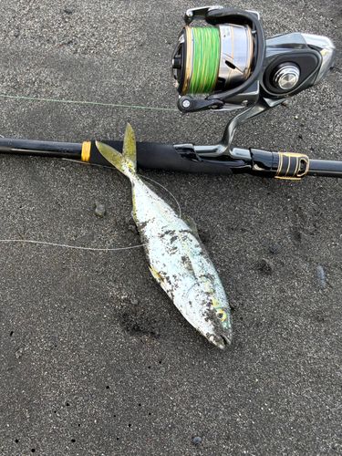 フクラギの釣果