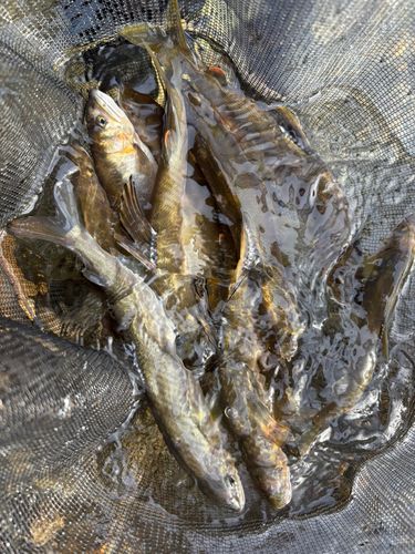 アユの釣果