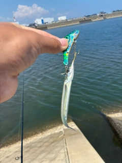 サヨリの釣果