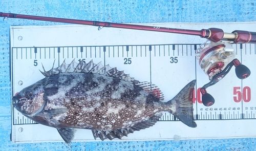 アイゴの釣果