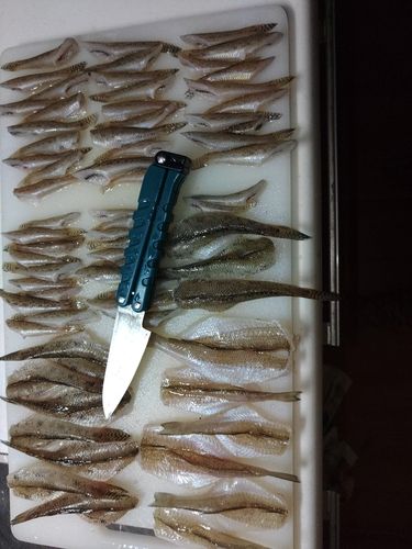 ハゼの釣果