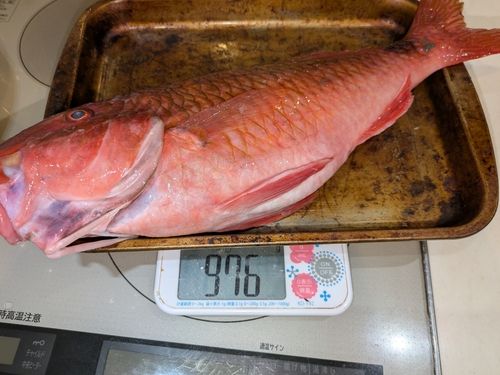 オジサンの釣果