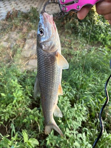 ニゴイの釣果