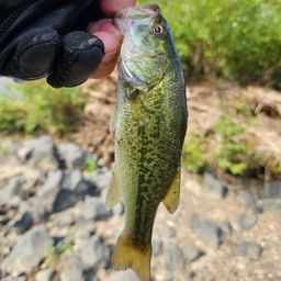 ラージマウスバス