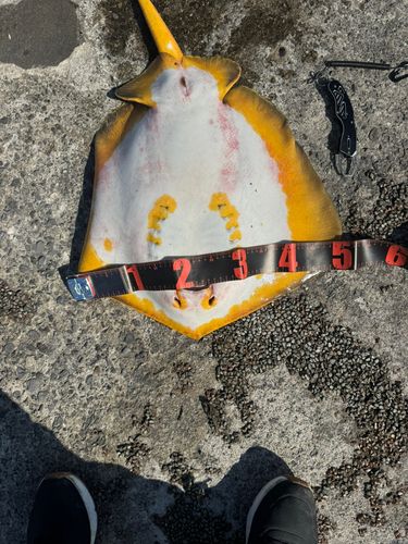 アカエイの釣果