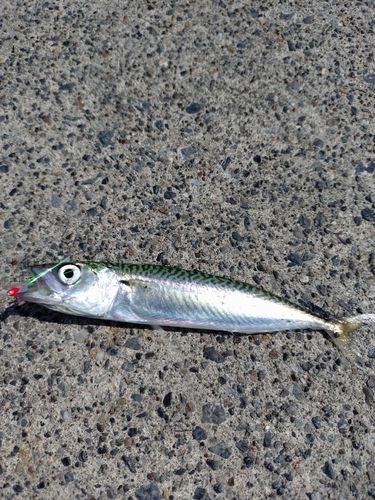 サバの釣果