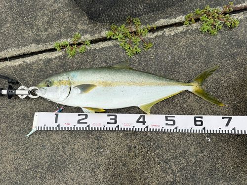 ヒラマサの釣果