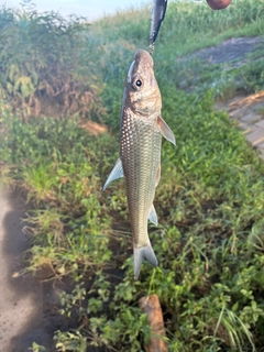ニゴイの釣果
