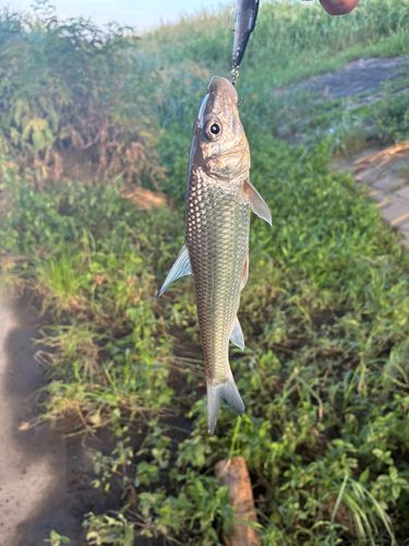ニゴイの釣果