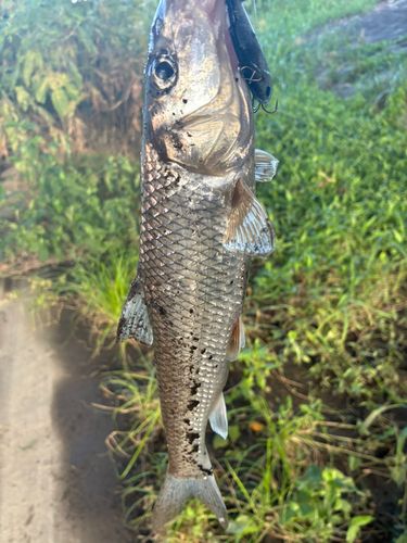 ニゴイの釣果