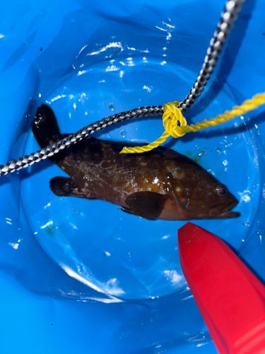 アコウの釣果
