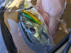 シロサバフグの釣果