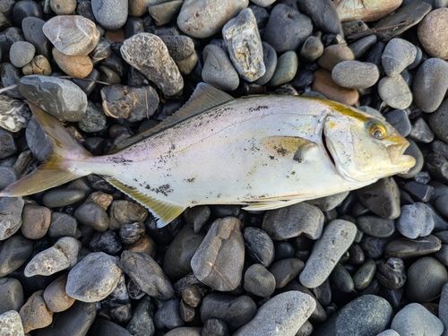 ショゴの釣果