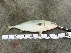 ワラサの釣果