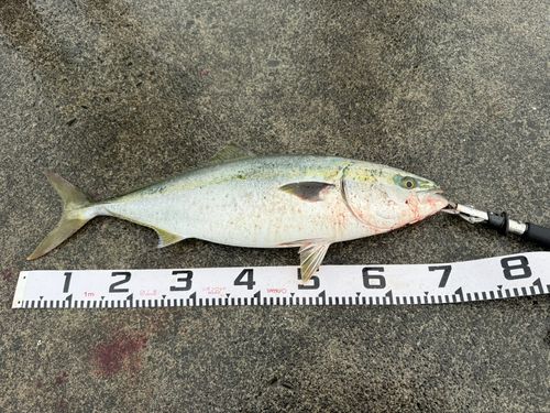 ワラサの釣果