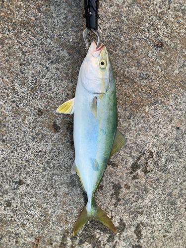 ワカシの釣果