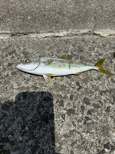 モジャコの釣果