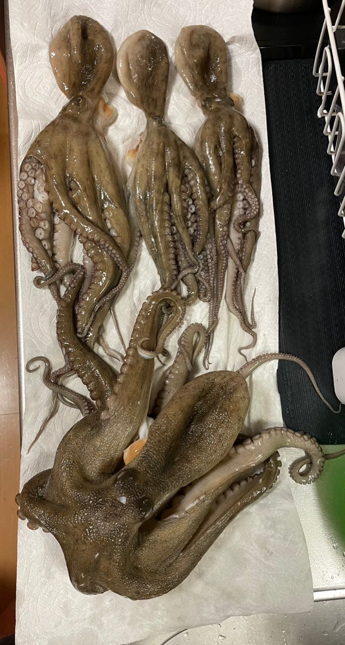 N.B.C T.Tの釣り日記さんの釣果 3枚目の画像