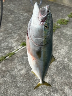 イナダの釣果