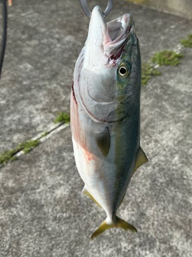 イナダの釣果