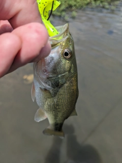 ラージマウスバスの釣果