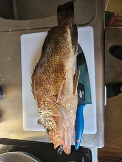 オオモンハタの釣果