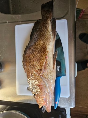 オオモンハタの釣果