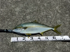 ヒラマサの釣果