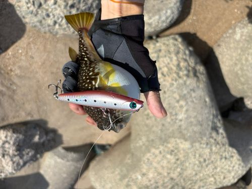 マゴチの釣果