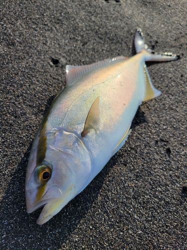 カンパチの釣果