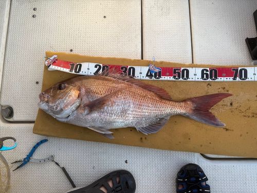 タイの釣果