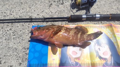 キジハタの釣果