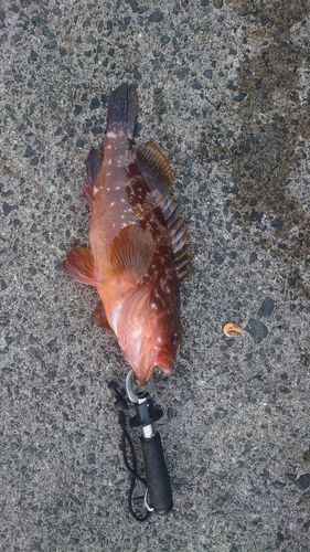 キジハタの釣果