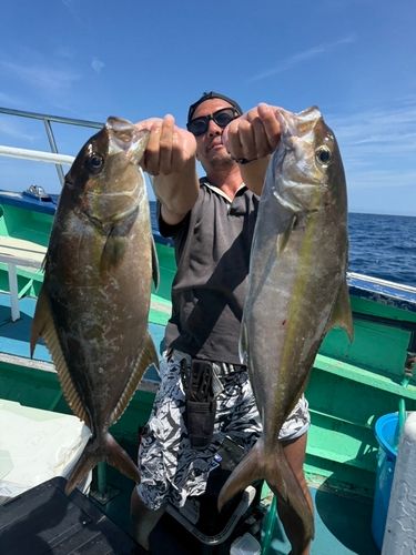 カンパチの釣果
