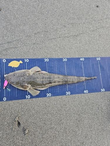 マゴチの釣果