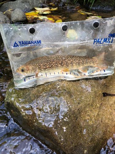イワナの釣果